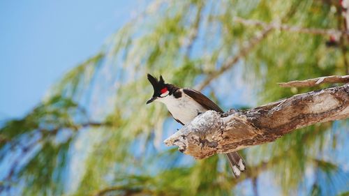 Low angle view of bird perching on a tree