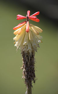 Close-up of white dandelion flower