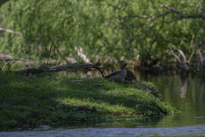 Bird perching on tree by lake