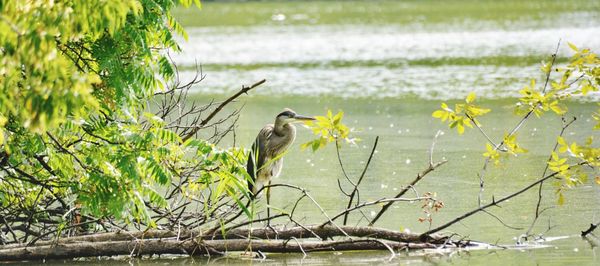 Bird perching on a tree