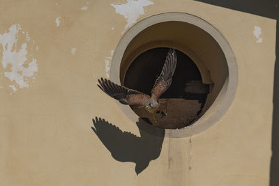 Low angle view of bird flying against wall