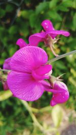 Close-up of pink flowering plant