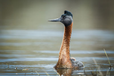 Close-up of duck swimming in lake