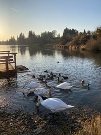 Swans swimming in lake