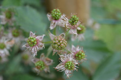 Close-up of white flowering plant