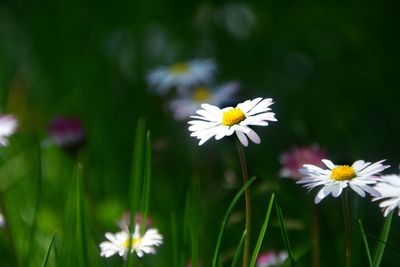 Close-up of white daisy flowers on field