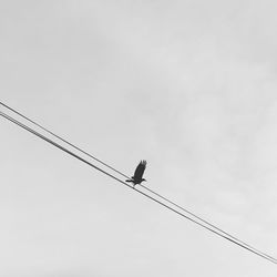 Low angle view of bird perching on cable against sky