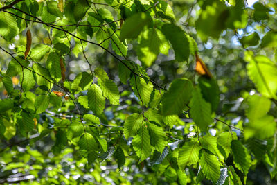 Low angle view of leaves on tree in forest