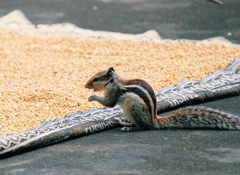 Close-up of squirrel sitting on shore