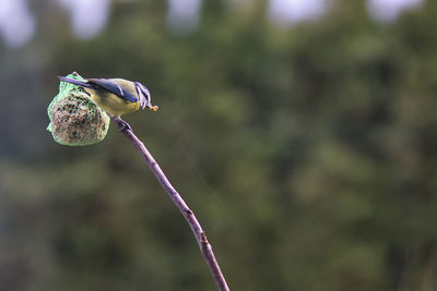 Close-up of bird on flower