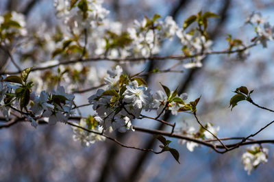 Low angle view of cherry blossoms in spring