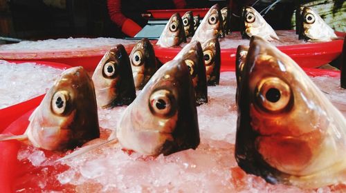 Close-up of fish for sale