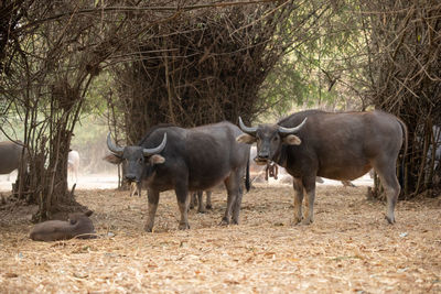 Thai buffalo