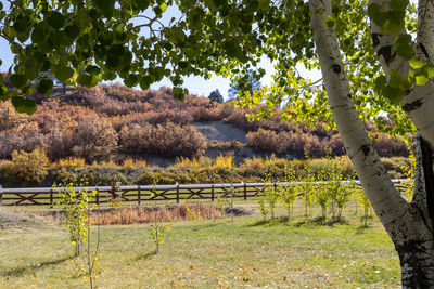 Trees growing on field