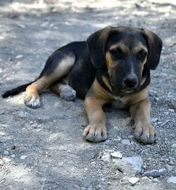 Close-up portrait of puppy