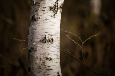 A bare birch tree in spring