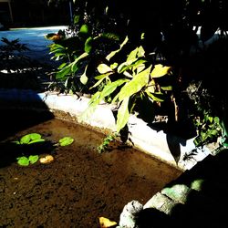 High angle view of lake amidst plants on field