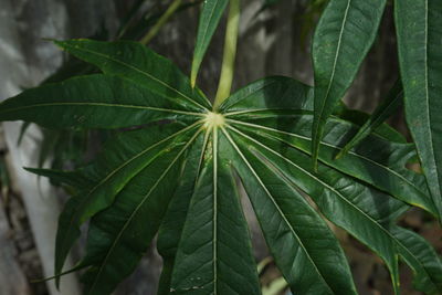 High angle view of plant growing outdoors