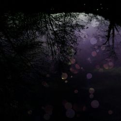 Reflection of trees in water