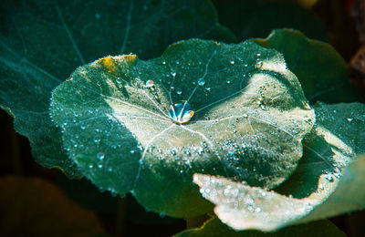 Close-up of raindrops on leaves