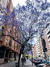 Cherry tree by street and buildings in city