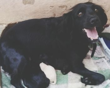 Close-up of black dog