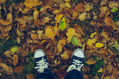 Low section of person on maple leaves