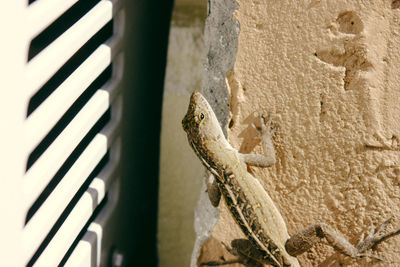 Close-up of lizard perching on wood