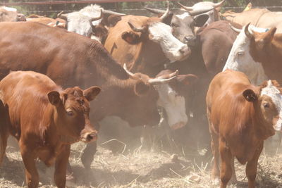 Cows standing in a field