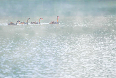 View of birds swimming in lake