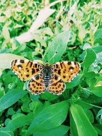 Close-up of butterfly on flower