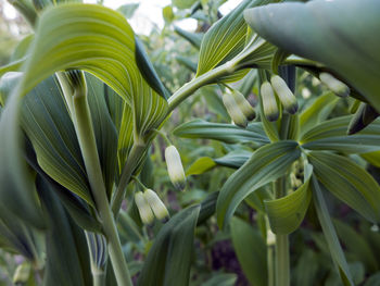 Hooked lily, crinum in bud