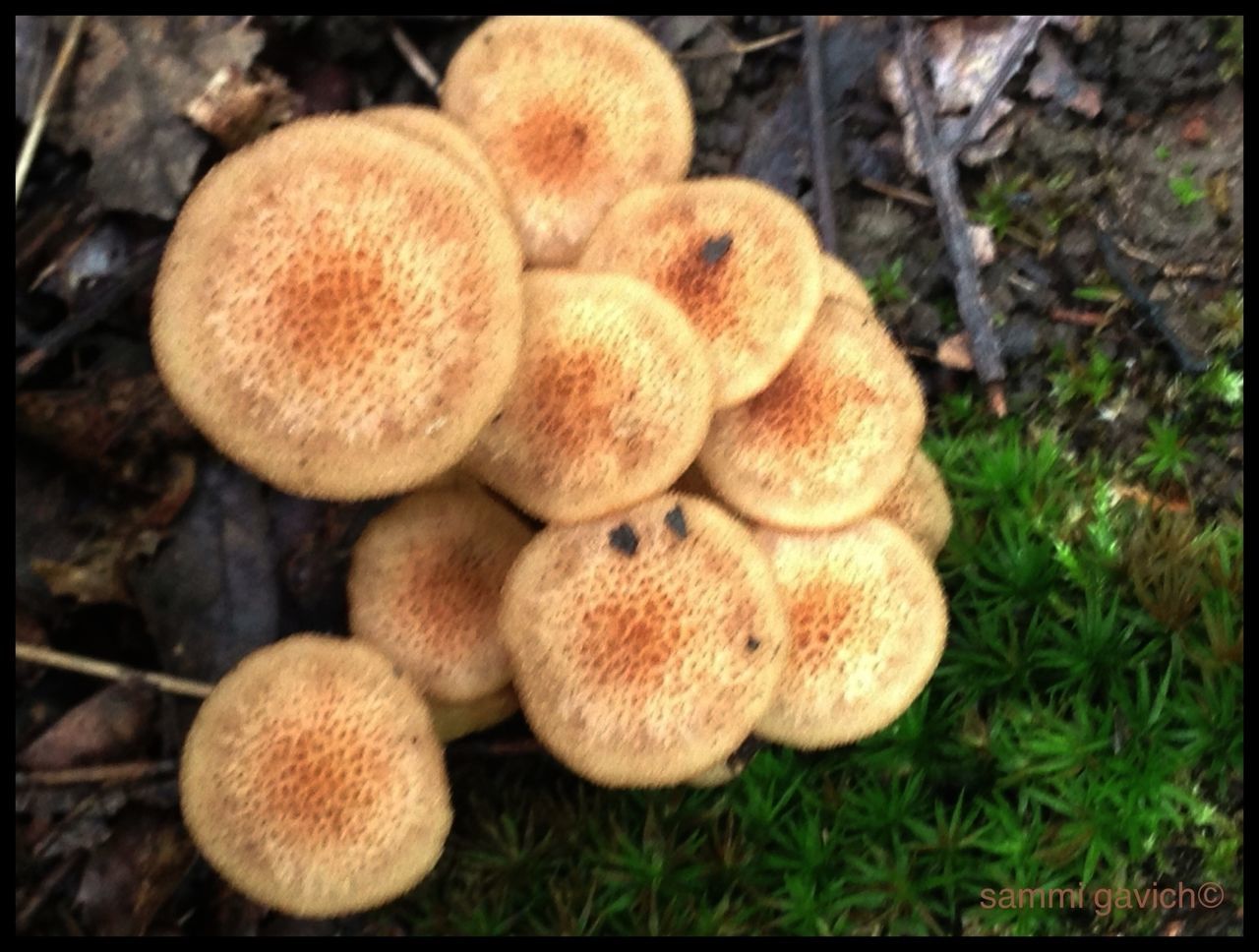 mushroom, fungus, transfer print, growth, close-up, nature, toadstool, forest, auto post production filter, edible mushroom, field, focus on foreground, freshness, brown, beauty in nature, selective focus, no people, outdoors, day, uncultivated