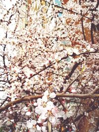 Low angle view of cherry blossoms in spring