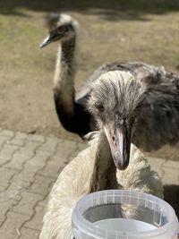 Close-up of a bird