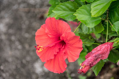 Close-up of fresh pink flower