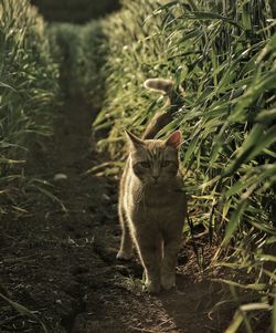 Portrait of cat sitting on field