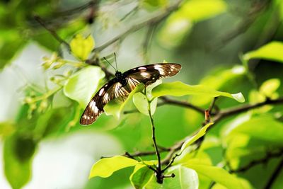 Close-up of insect on plant