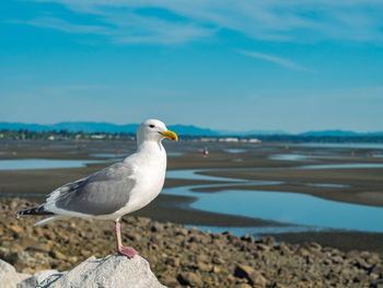 Seagull perching on a beach