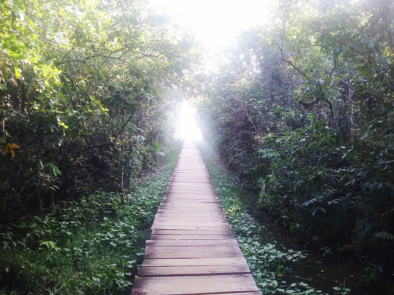 NARROW WALKWAY ALONG TREES