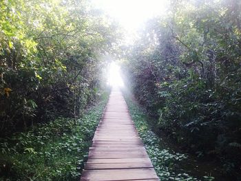 Surface level of boardwalk along trees