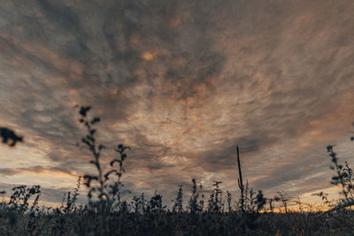 Scenic view of silhouette trees against sky at sunset