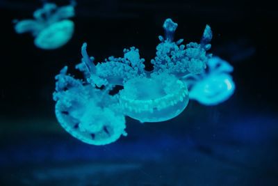 Close-up of jellyfish swimming in sea