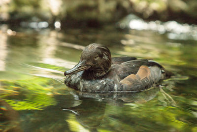 Hooded merganser mergus cucullatus duck swims in a pond in florida.