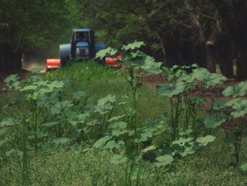 Close-up of plants growing in forest