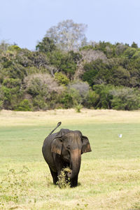 Elephant in a field