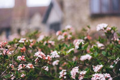 Close-up of flowers