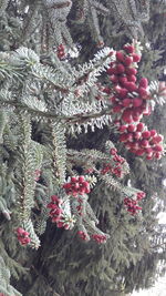 Close-up of christmas tree in winter