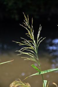 Close-up of plant growing on field