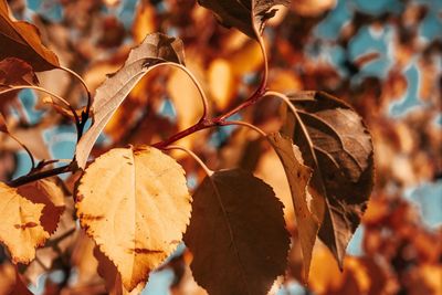 Close-up of dry leaves on tree